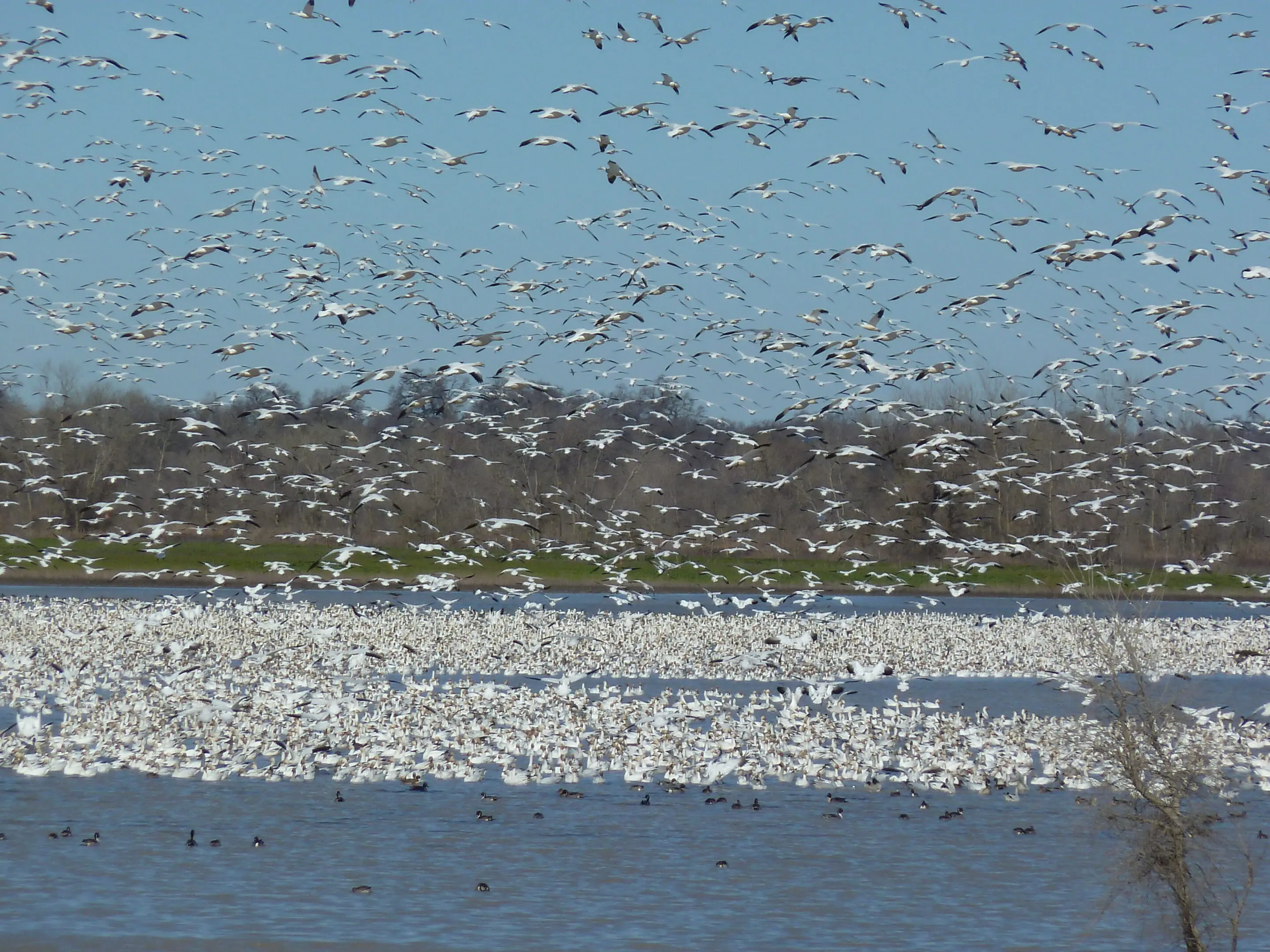 Flock of birds flying over a lake.