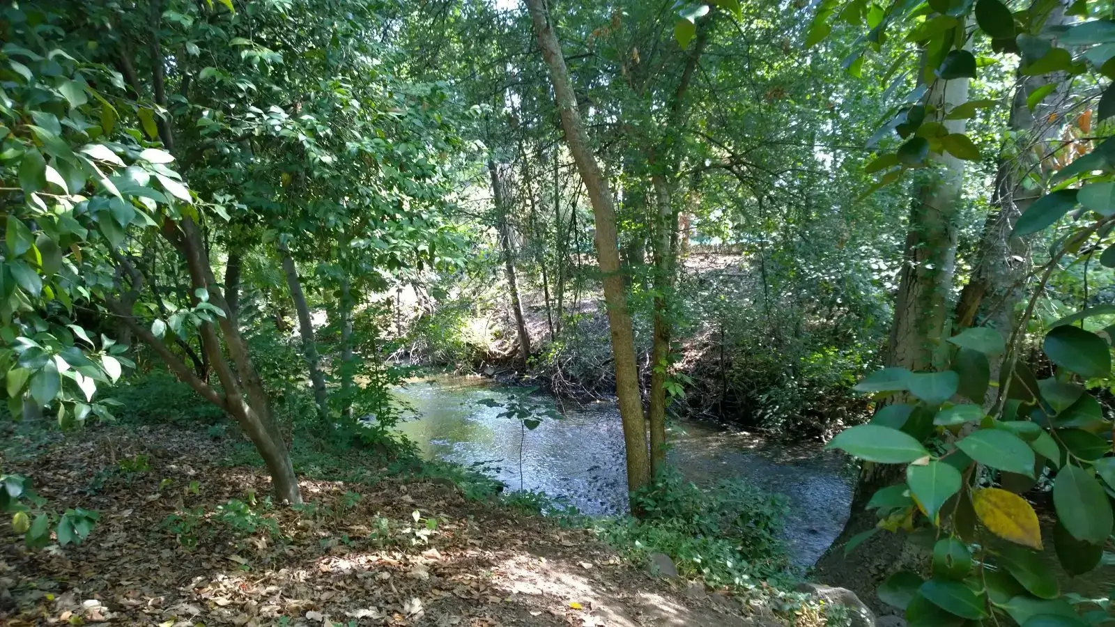 Forest stream surrounded by lush green trees.