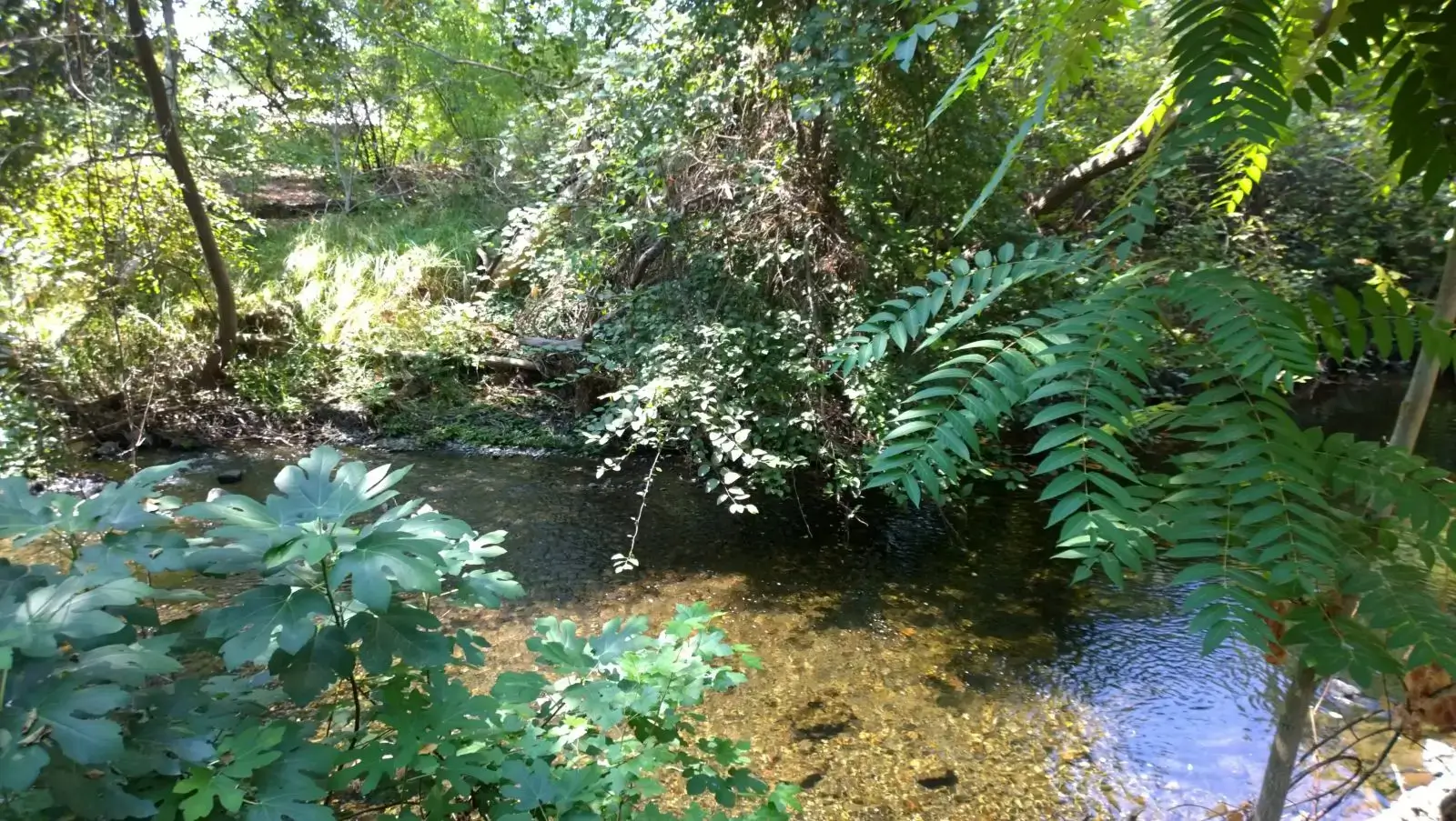 Forest stream surrounded by lush green foliage.