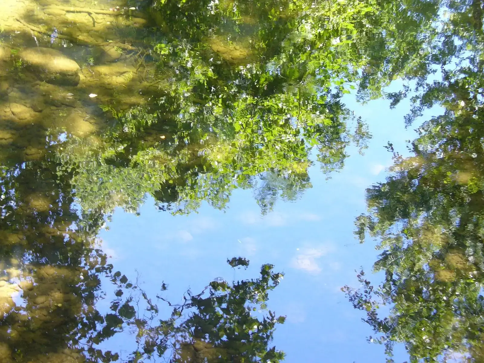 Reflection of trees on a calm river.